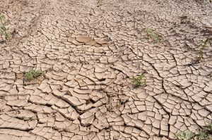 Lire la suite à propos de l’article Le réchauffement climatique et son effet sur la santé de chacun