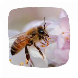bewee-abeille