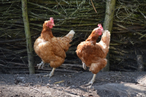 Lire la suite à propos de l’article L’elevage de poulets est-il rentable en France ?